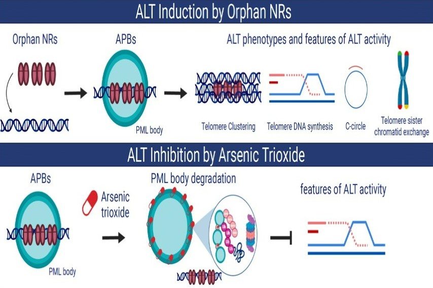 Orphan nuclear receptors-induced ALT-associated PML bodies are targets for ALT inhibition